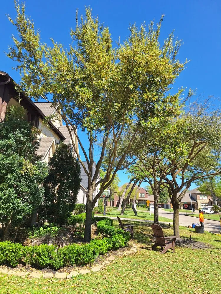 Reliable yard maintenance for year-round maintenance across Houston, TX - Mister Tree Service