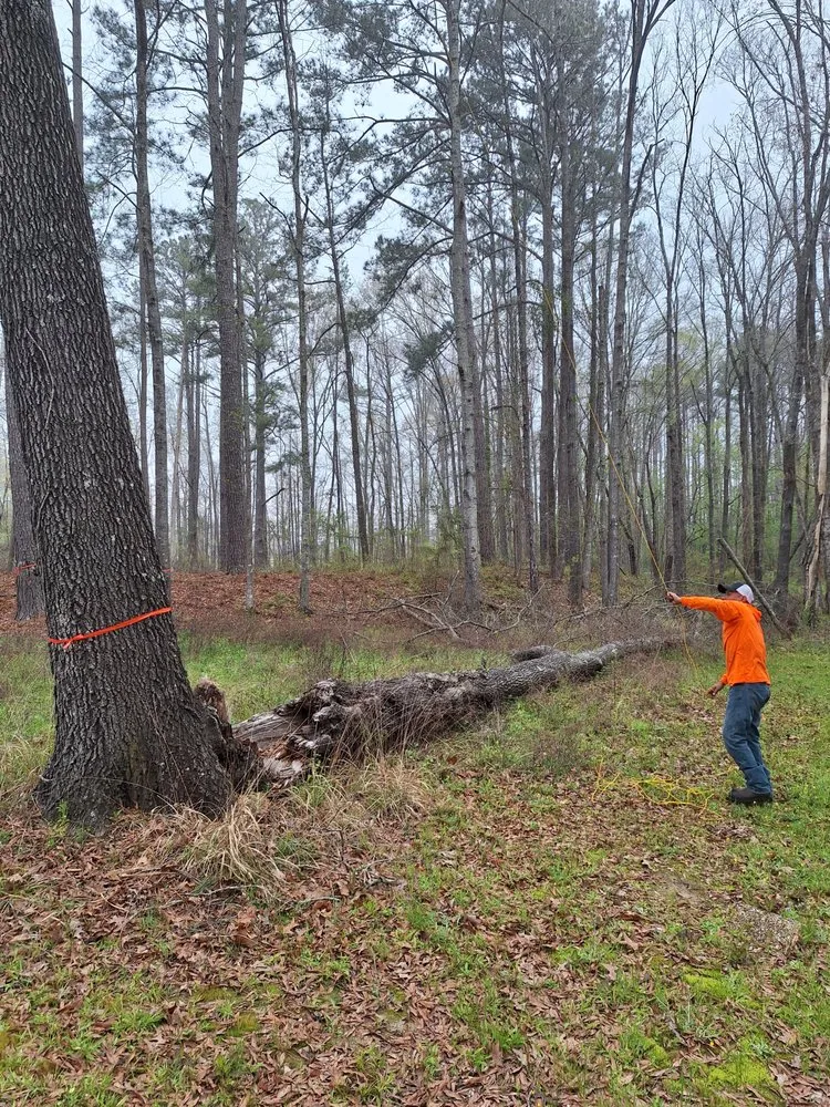 Expert landscape design in Houston, TX by Mister Tree Service
