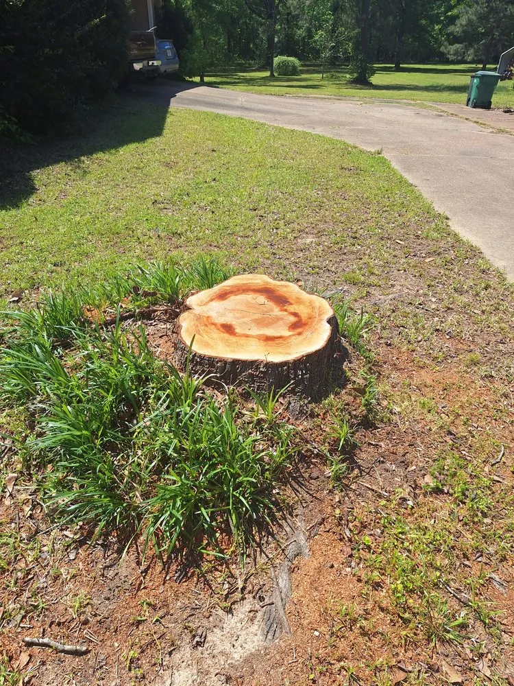 Professional yard maintenance experts serving Houston, TX - Mister Tree Service