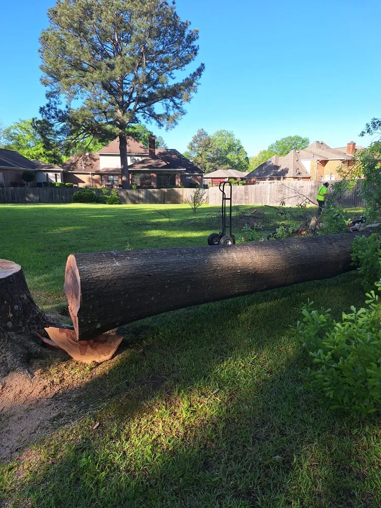 Reliable yard maintenance in Houston, TX by Mister Tree Service