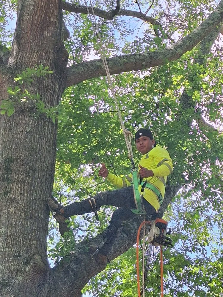 Local yard cleanup service near you in Houston, TX by Mister Tree Service
