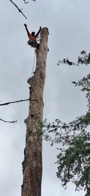 Mister Tree Service Logo