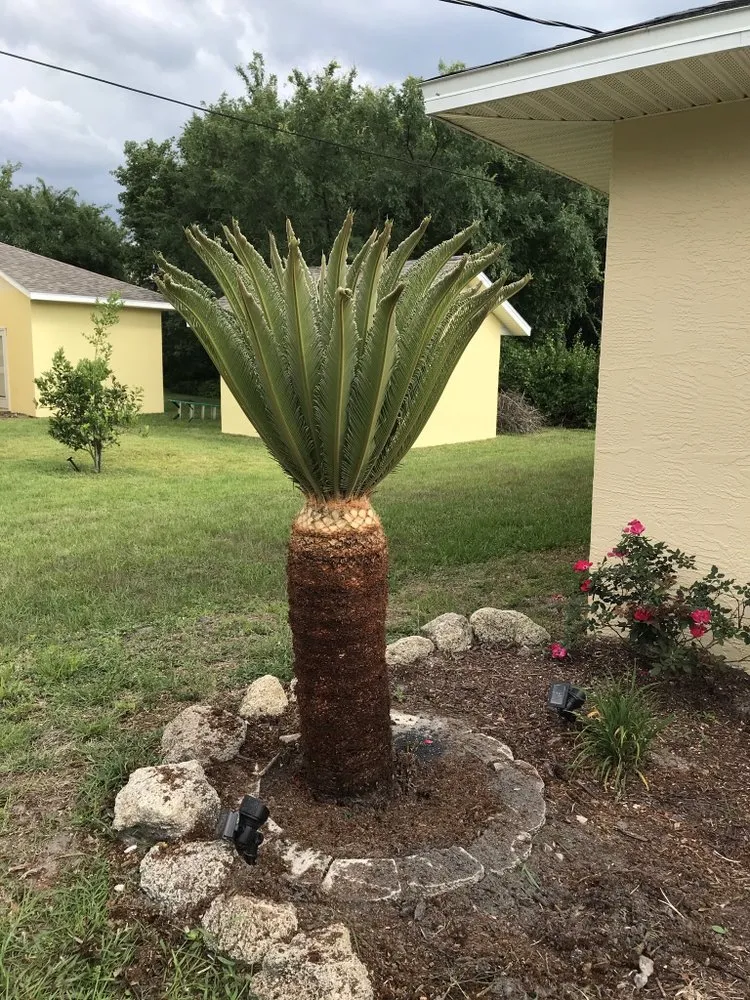 Local yard maintenance in Palm Coast, FL - Mistletoe Trimming And Weeding service