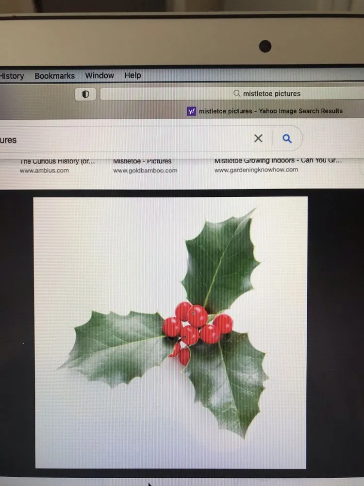 Professional garden landscaping in Palm Coast, FL - Mistletoe Trimming And Weeding service