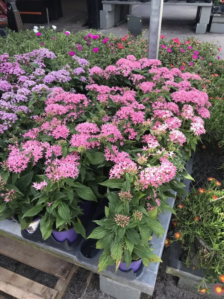 Local landscape design experts serving Palm Coast, FL - Mistletoe Trimming And Weeding service