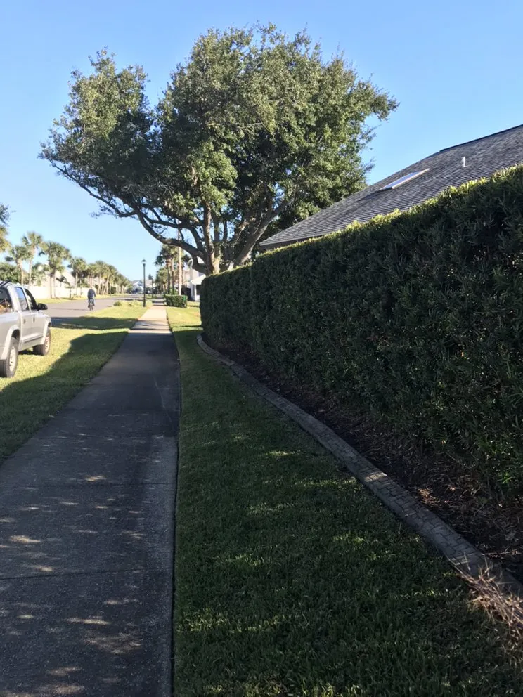 Top-rated yard cleanup service for homes across Palm Coast, FL - Mistletoe Trimming And Weeding service
