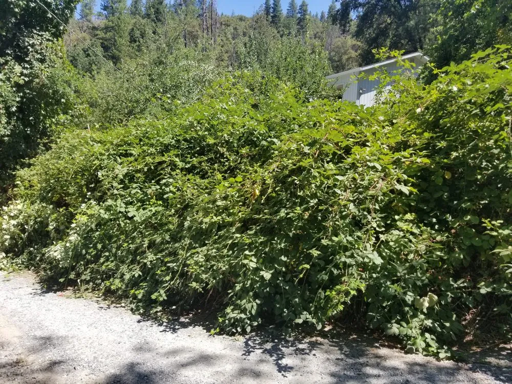 Top-rated lawn mowing service in Tuolumne, CA by Misty's Landscaping