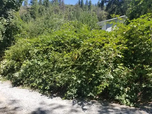 Misty's Landscaping