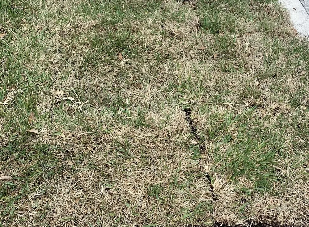 Trusted lawn care service in Plantation, FL - Mitch Lawn Service