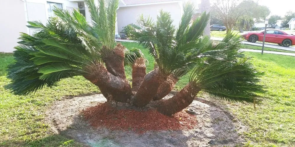 Trusted landscape installation in Floral City, FL - Mitchel Searle Lawn and Tree Services