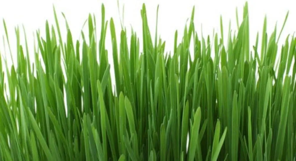 Local lawn mowing service in Greensboro, NC by Mitchell Landscaping