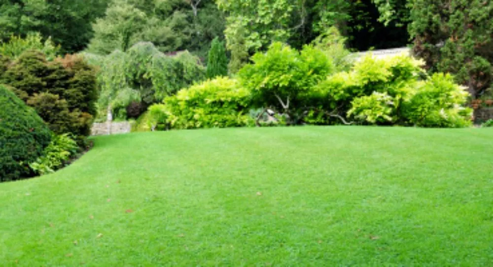 Professional yard cleanup service in Greensboro, NC - Mitchell Landscaping