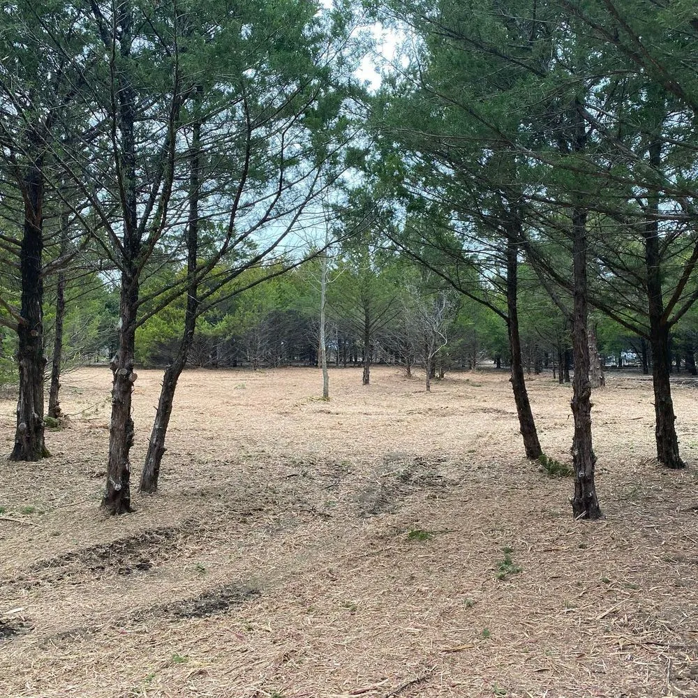 Local landscaping services in Whitesboro, TX by Mitchell Landworks