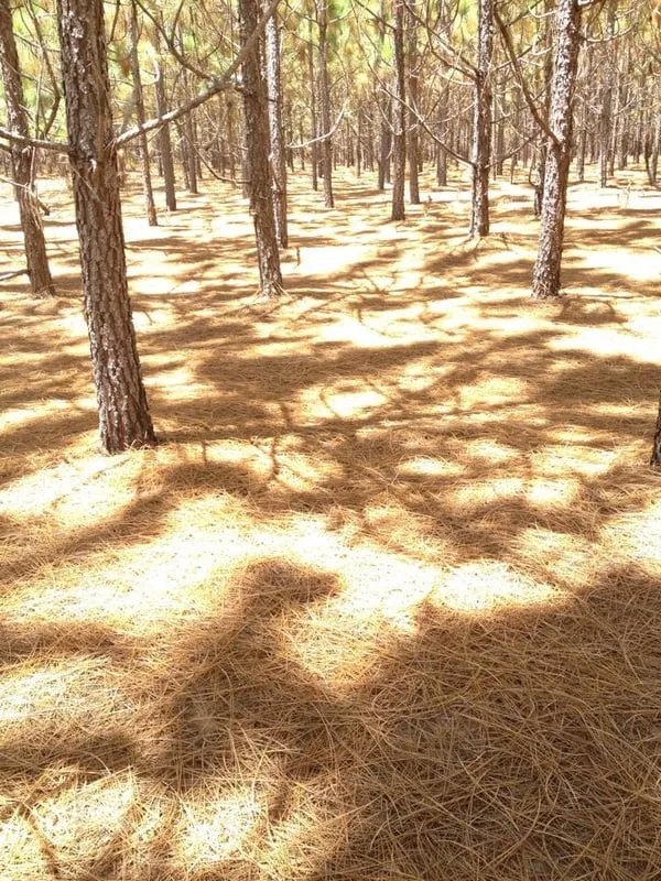 Trusted garden landscaping for residential properties across Sylvester, GA - Mitchell Pine Straw