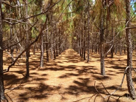 Professional landscaping services in Sylvester, GA - Mitchell Pine Straw