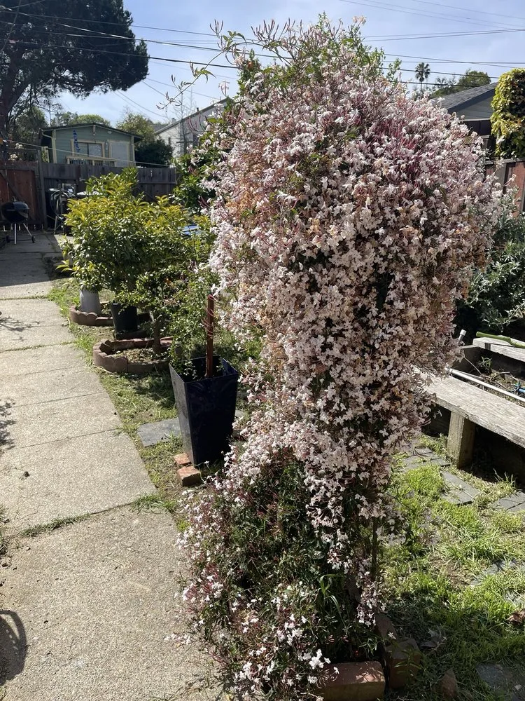 Top-rated garden landscaping experts serving American Canyon, CA - Mitchell’s Landscaping