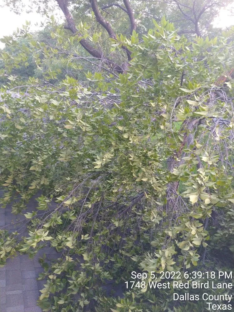 Expert outdoor landscaping experts serving Dallas, TX - Mitchells Lawn Care Tree Service