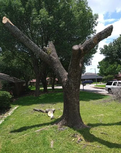 Expert lawn care service in Dallas, TX by Mitchells Lawn Care Tree Service