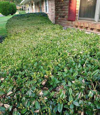 Reliable lawn mowing service in Dallas, TX by Mitchells Lawn Care Tree Service