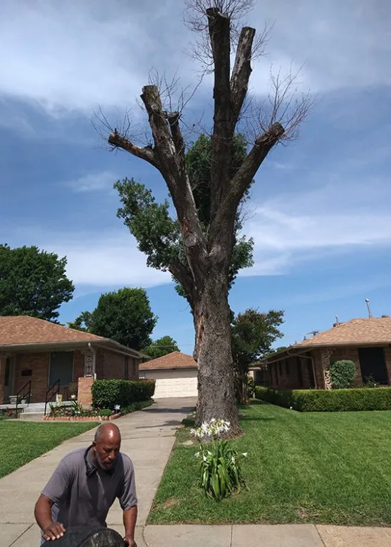 Custom landscaping services for year-round maintenance across Dallas, TX - Mitchells Lawn Care Tree Service