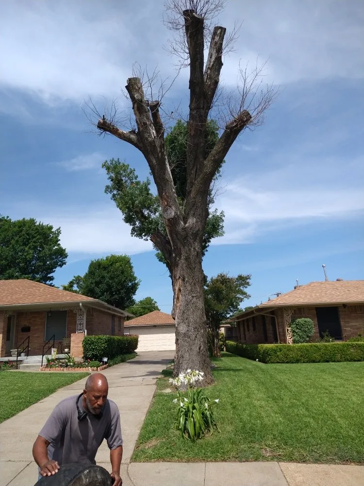 Custom yard maintenance in Dallas, TX - Mitchells Lawn Care Tree Service
