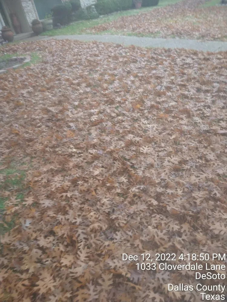 Trusted yard cleanup service for beautiful yards across Dallas, TX - Mitchells Lawn Care Tree Service