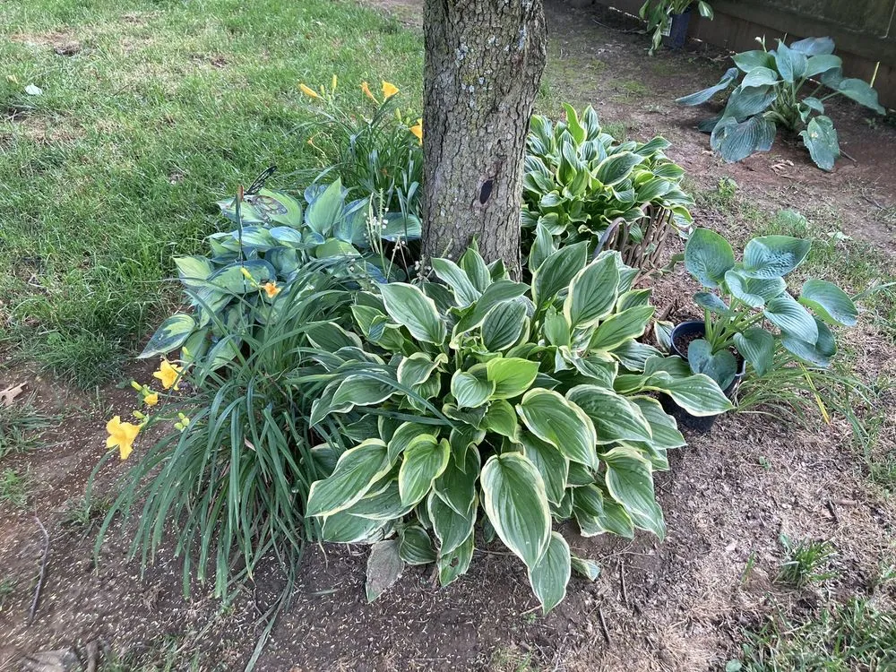 Local lawn care service in Jeffersontown, KY - Mitchell’s Manicured Landscapes