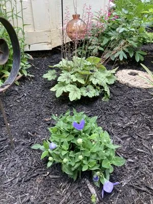 Mitchell’s Manicured Landscapes