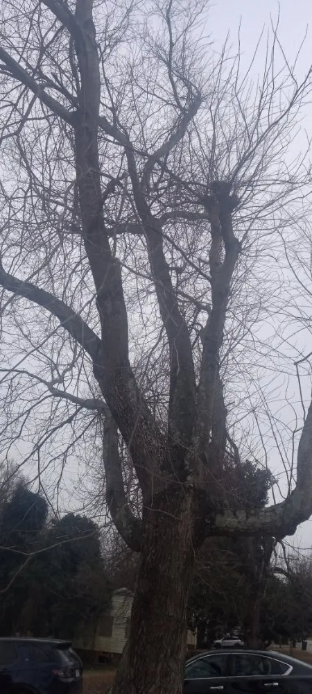 Local landscape design experts serving Piedmont, SC - Mitchell's Tree And Landscaping And Remodeling