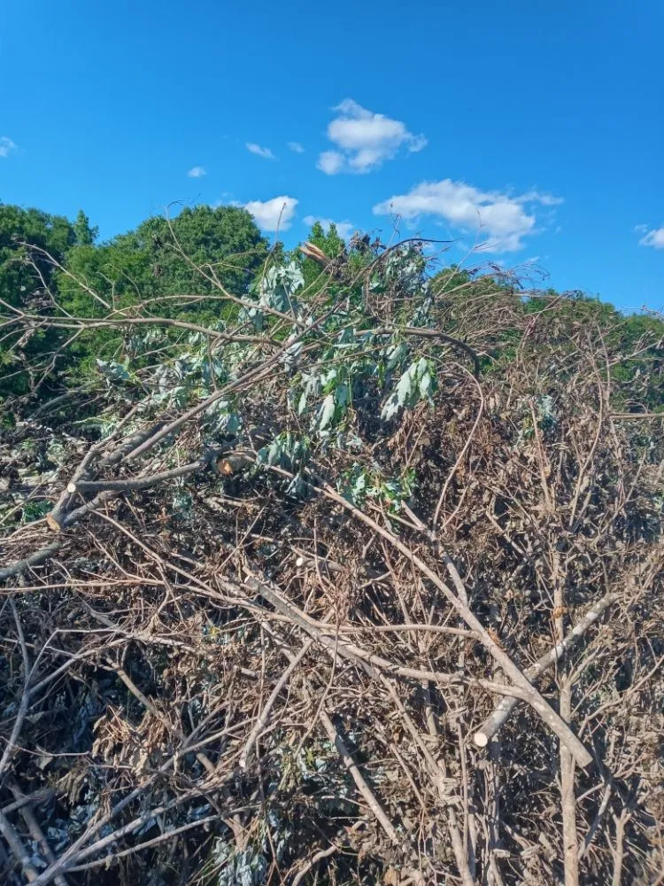 Expert yard maintenance in Piedmont, SC - Mitchell's Tree And Landscaping And Remodeling