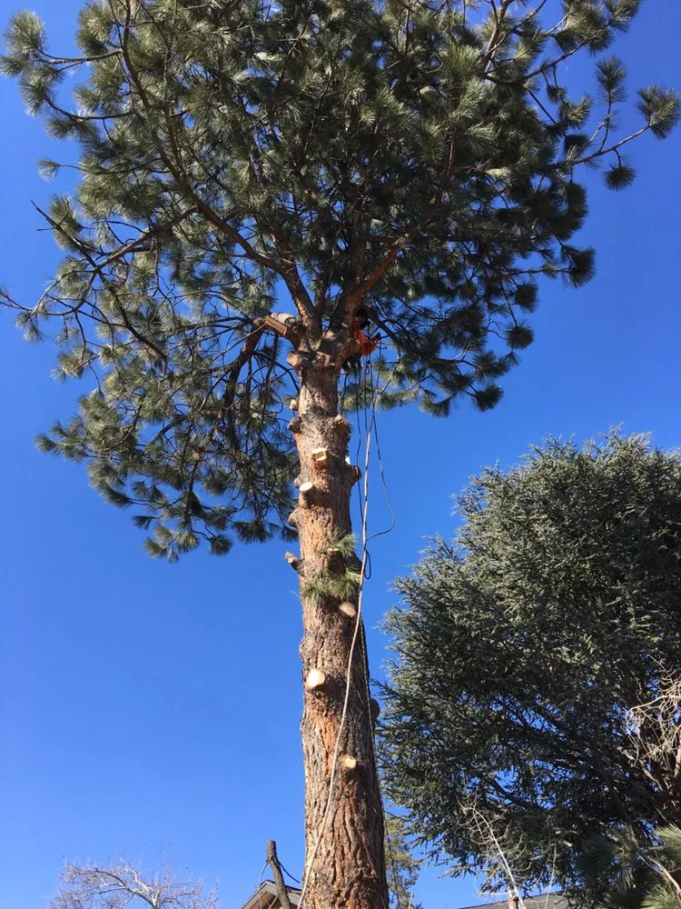 Affordable yard maintenance experts serving Salt Lake City, UT - Miti Concrete & Landscaping