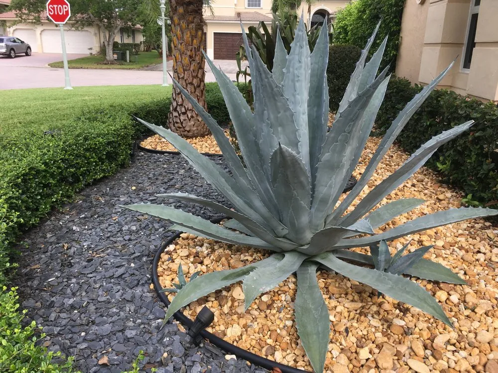 Affordable residential landscaping for homes across Pompano Beach, FL - Mixin Green