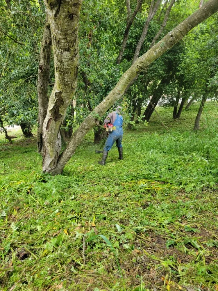 Reliable landscaping services for outdoor upgrades across Watsonville, CA - Mixteca Handy Services