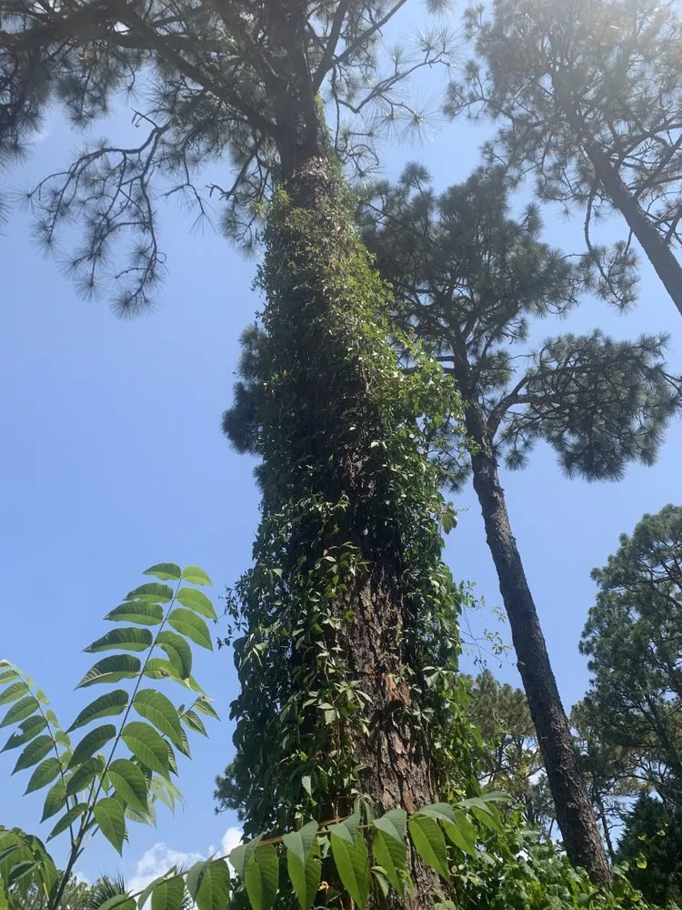 Local residential landscaping for homes in Fayetteville, NC by MiyServices