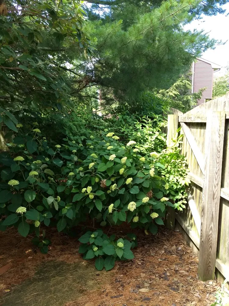 Affordable landscape installation in Franklin Township, NJ by Miz's Landscaping