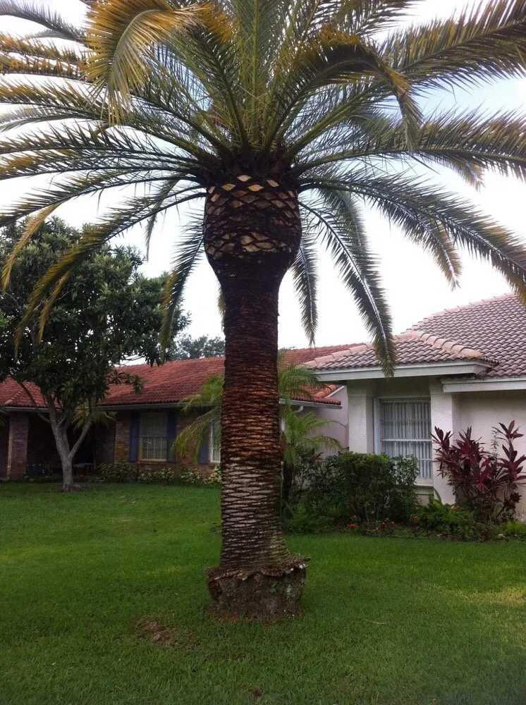Custom landscaping services for residential properties across Coral Springs, FL - M&J Corporation