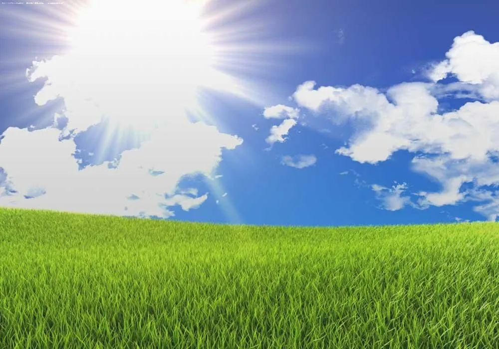 Professional yard cleanup service for year-round maintenance across Rochester, NY - M.J. Cullen Tree & Turf Care