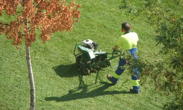 Expert yard maintenance experts serving Rochester, NY - M.J. Cullen Tree & Turf Care