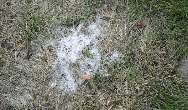 Top-rated yard cleanup service in Rochester, NY by M.J. Cullen Tree & Turf Care