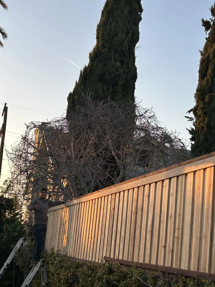 Custom landscape installation in Los Angeles, CA - M&J Greenery Landscaping