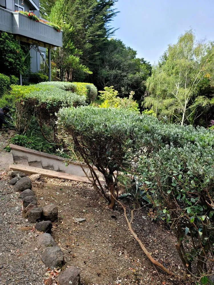 Trusted yard cleanup service in San Rafael, CA - MJ Landscape