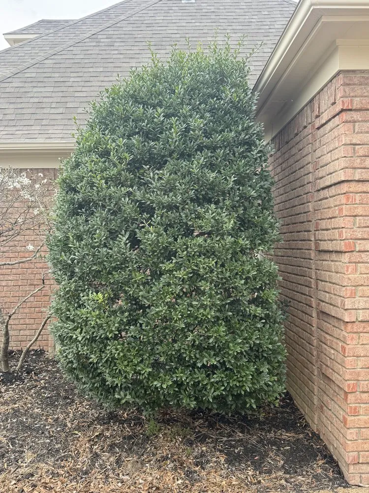 Expert lawn mowing service in Germantown, TN - MJ Landscape Solution