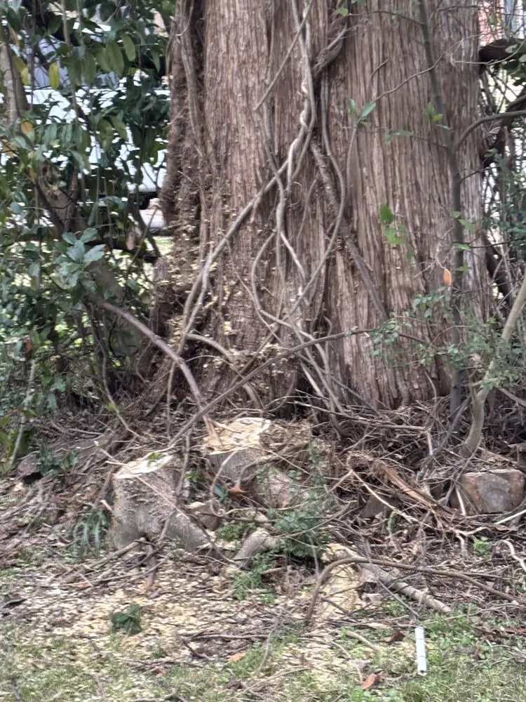 Local outdoor landscaping experts serving Germantown, TN - MJ Landscape Solution