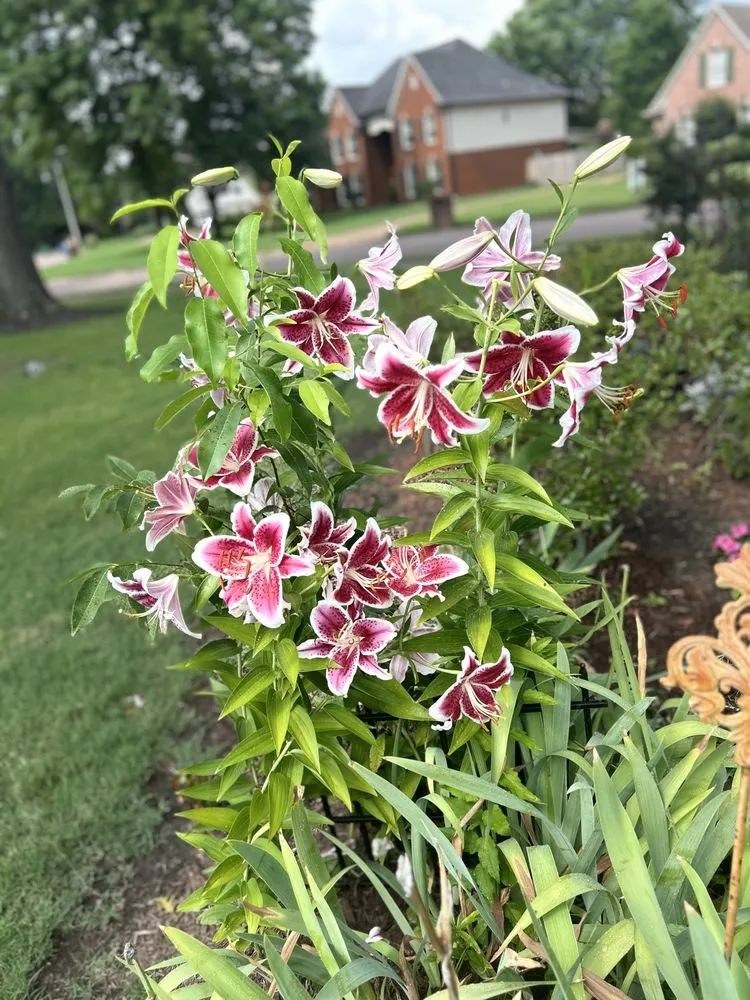 Professional lawn mowing service in Germantown, TN by MJ Landscape Solution