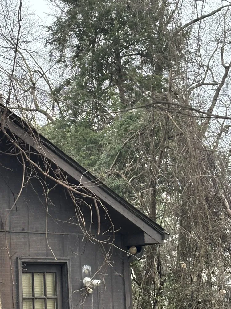 Professional yard cleanup service experts serving Germantown, TN - MJ Landscape Solution