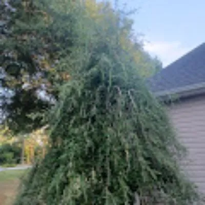 Mj Landscaping