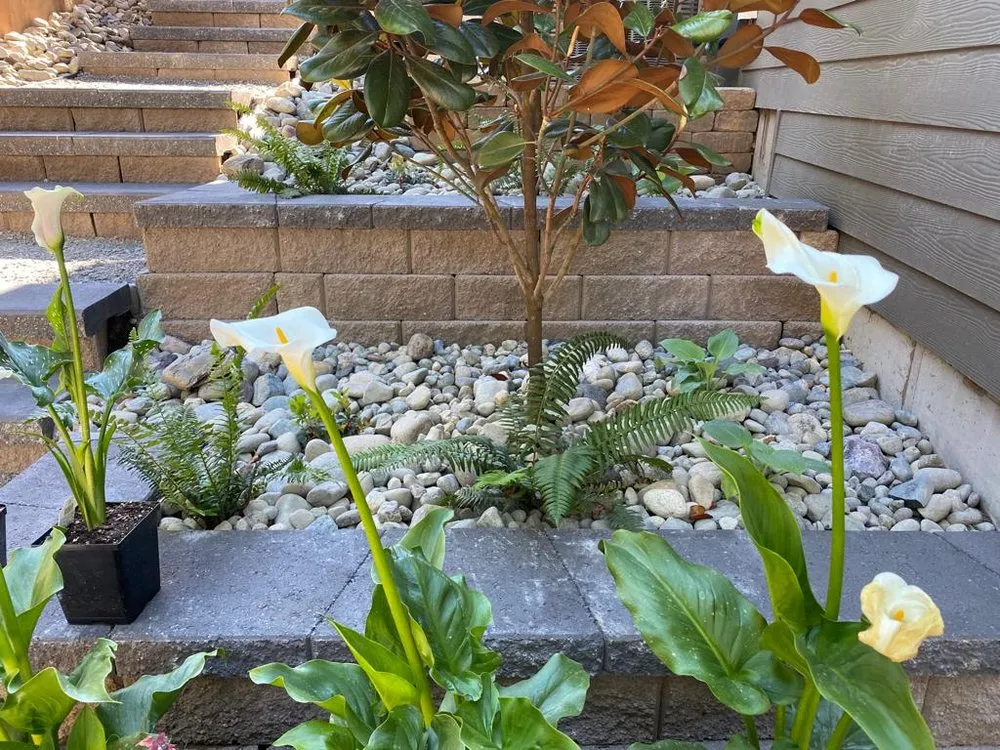 Local lawn care service with custom design in Monroe, WA by MJ Landscaping Plus