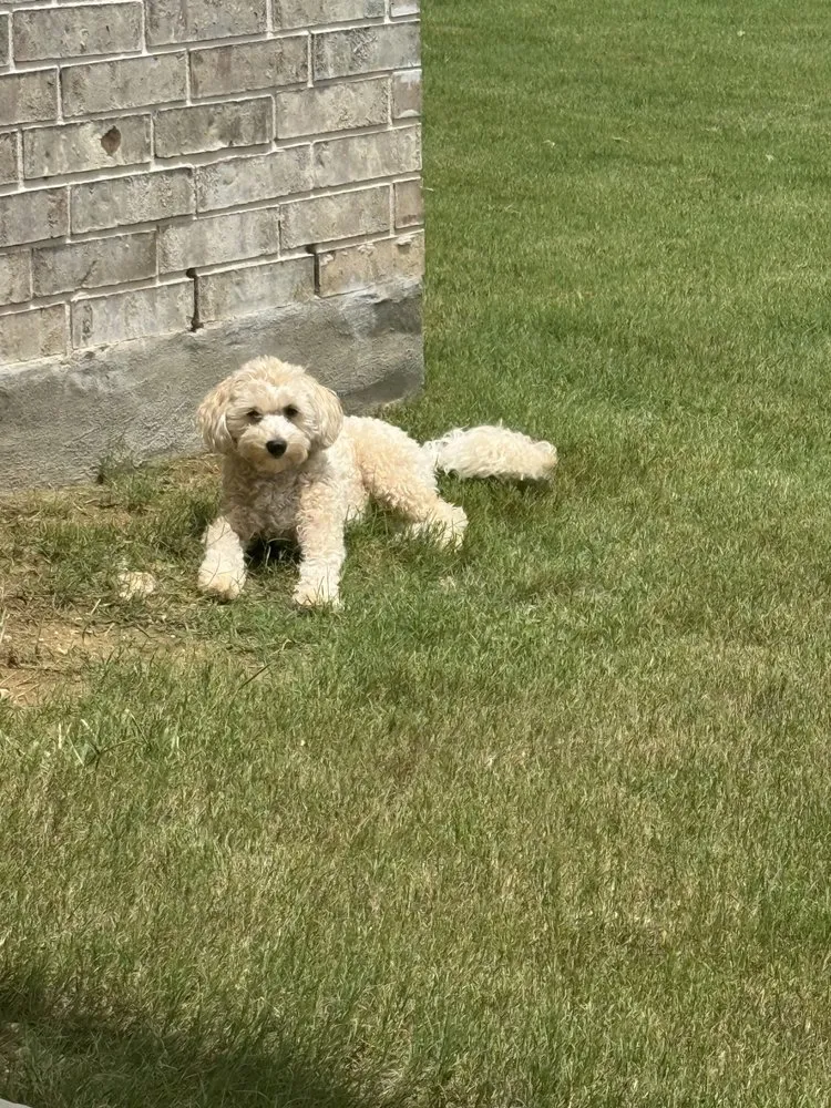 Local lawn mowing service experts serving San Antonio, TX - MJ Lawn Care