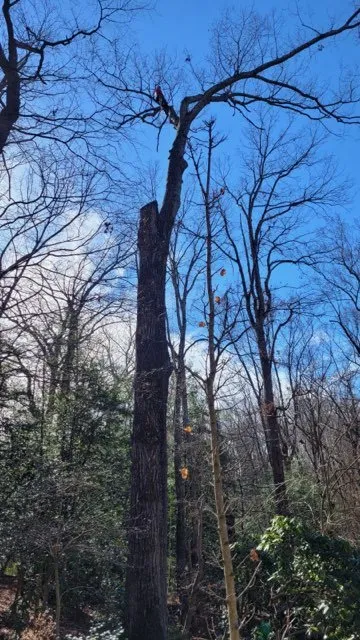 Reliable landscape installation experts serving Triangle, VA - MJ Navarro Landscaping