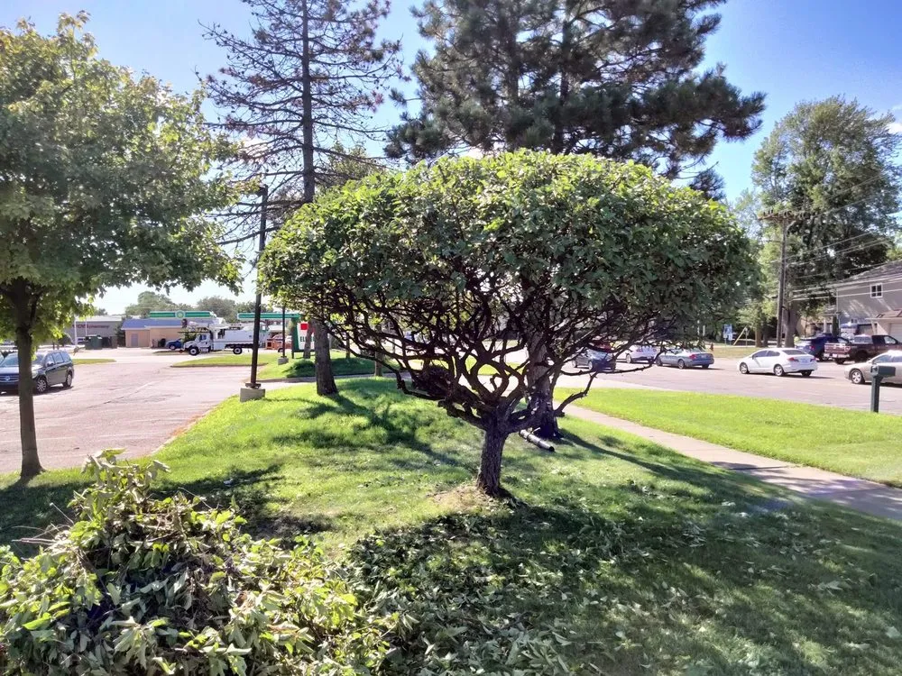 Expert yard maintenance with custom design in Westland, MI by Mj property services